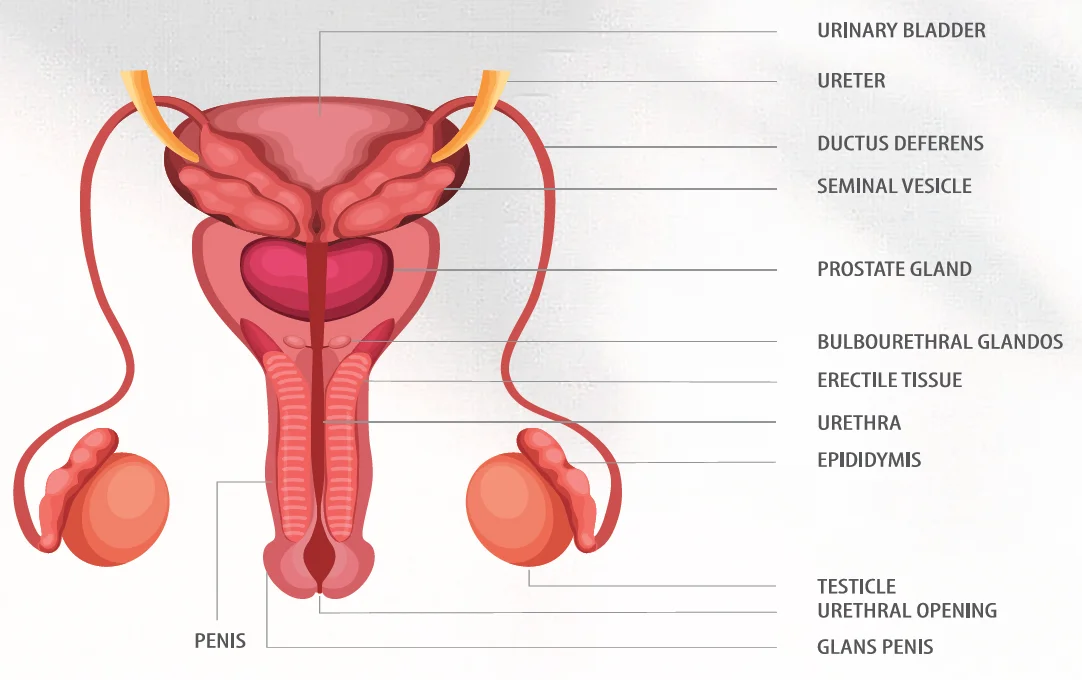 Infographic - Male reproductive system anatomy