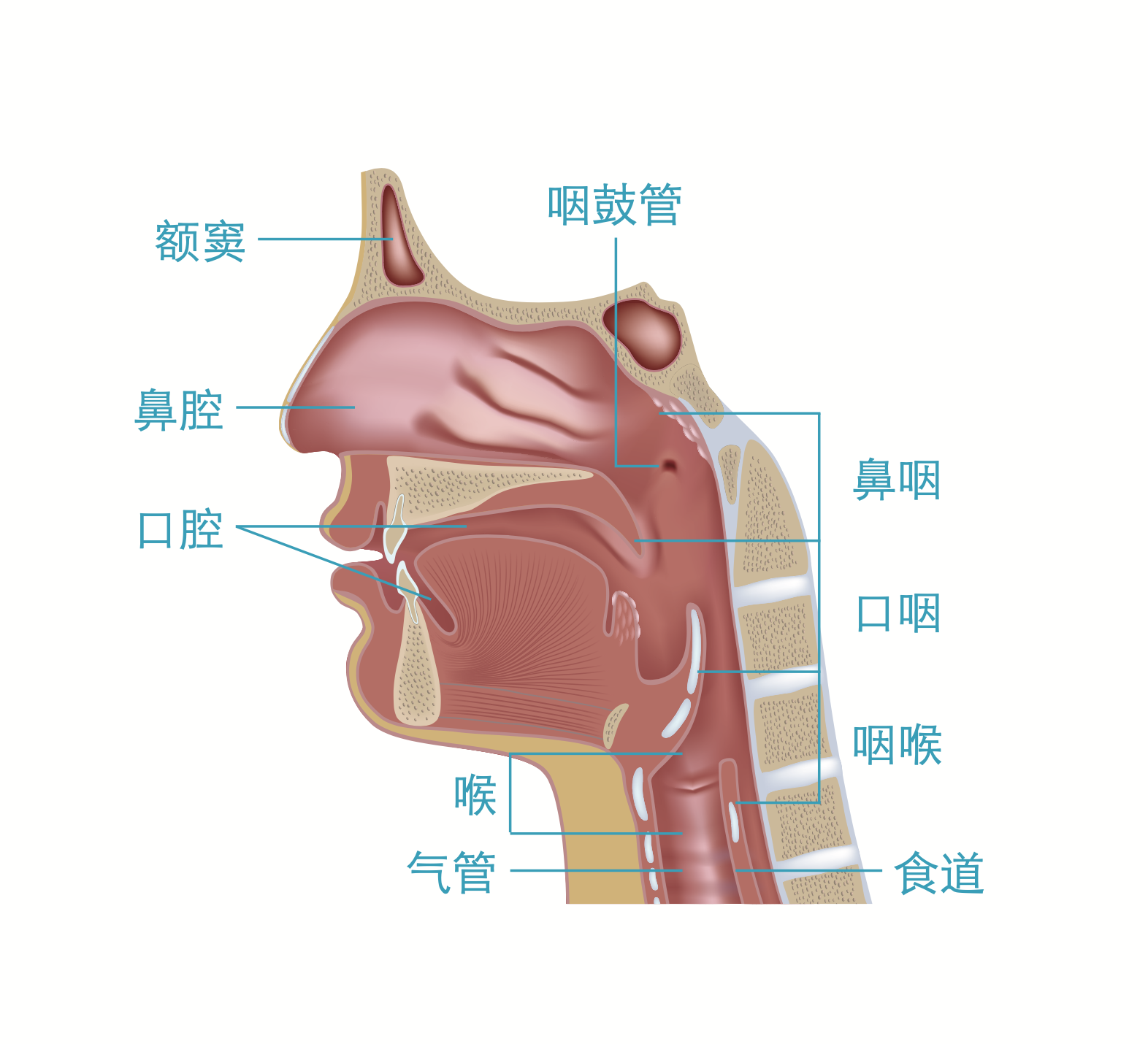 这几个症状频繁出现 是鼻咽癌来了 你能抓住 爱美网