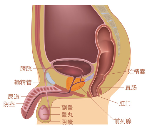 前列腺癌 体征 诊断 及在新加坡接受治疗 百汇癌症中心新加坡