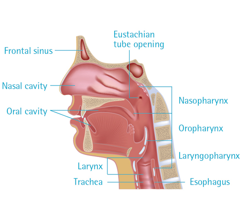 Nasopharyngeal Cancer (Nose Cancer): Signs, Diagnosis & Treatment in ...