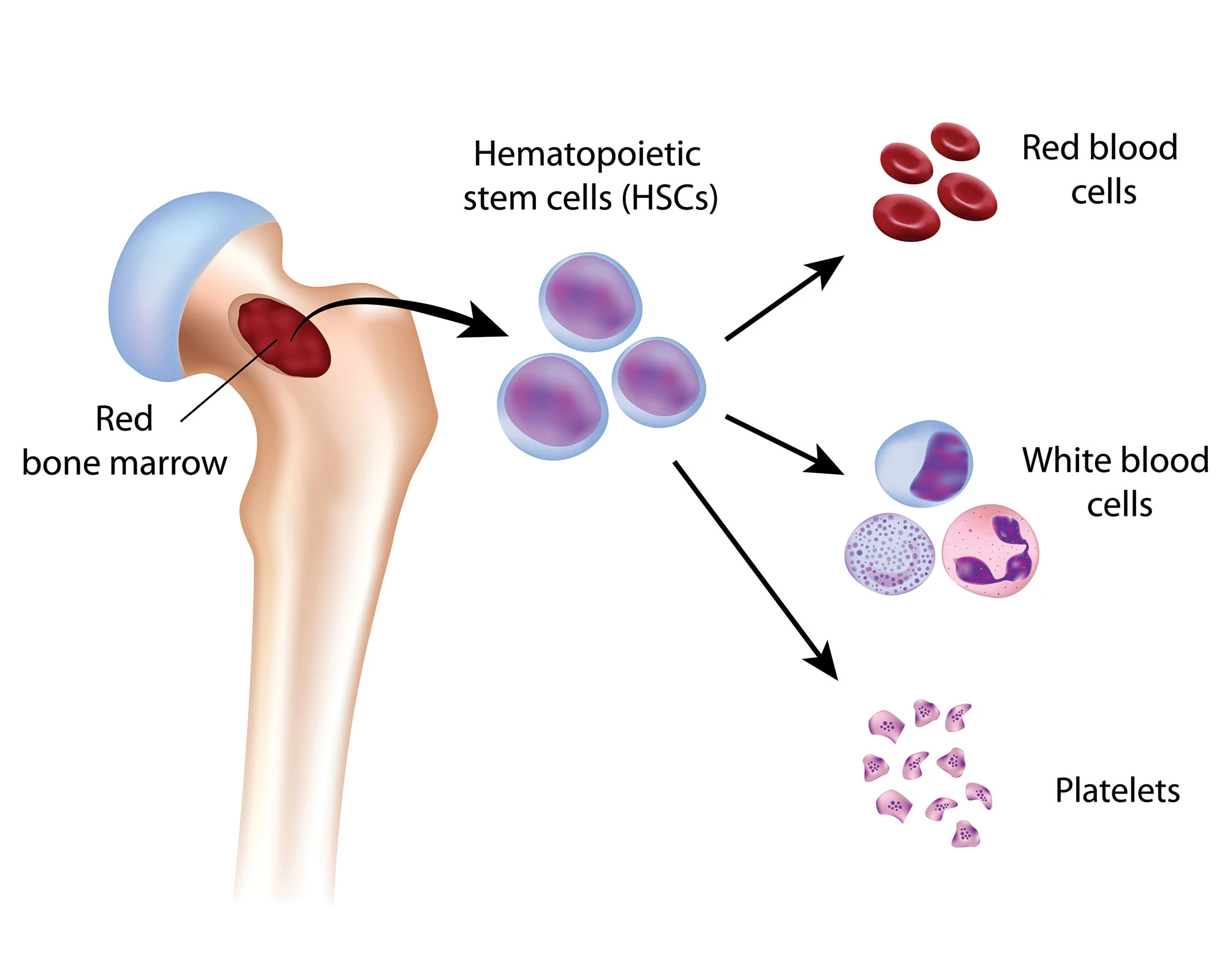 Xx-Cell