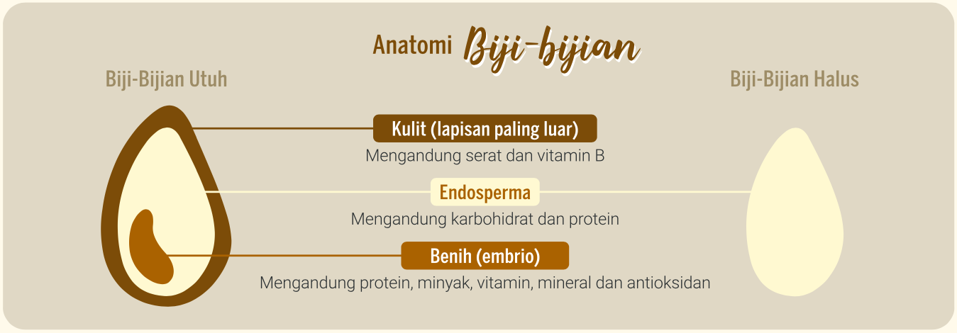 Infografis - Anatomi Biji-bijian