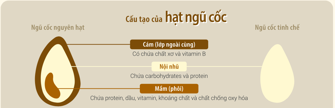 đồ họa thông tin - Cấu tạo của hạt ngũ cốc