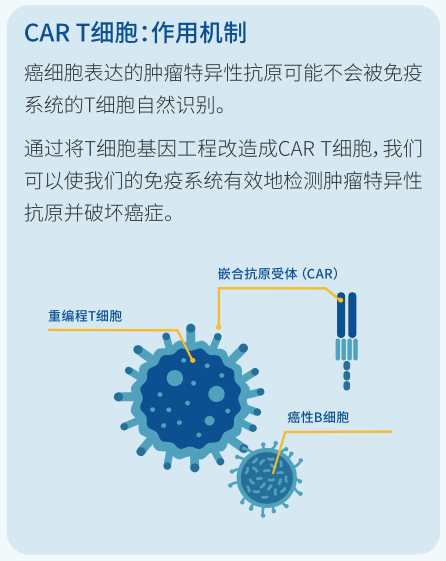信息图表 - CAR T 细胞 - 它们作用机制
