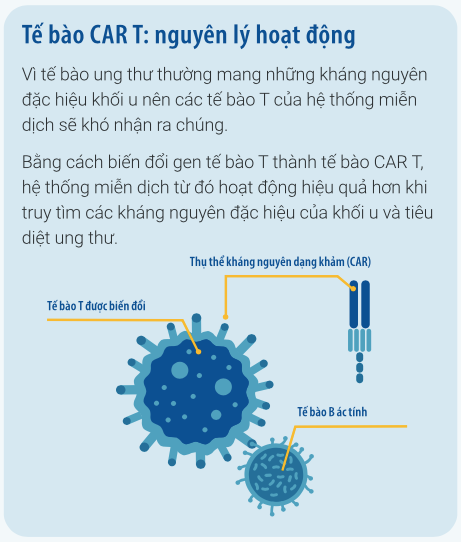  đồ họa thông tin - tế bào CAR T - nguyên lý hoạt động