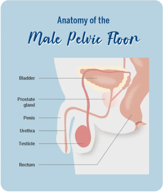 Anatomy of Male Pelvic Floor