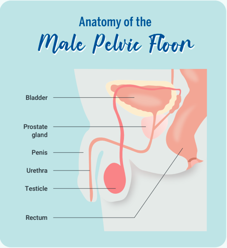 anatomy of male pelvic floor