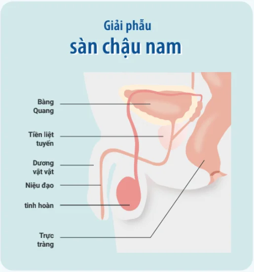 anatomy of male pelvic floor