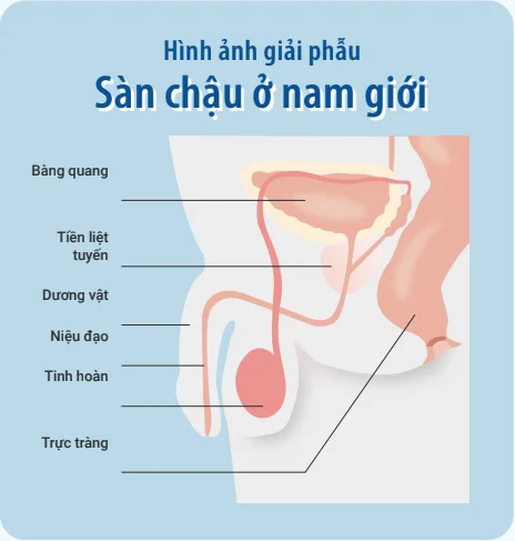 Anatomy of Male Pelvic Floor